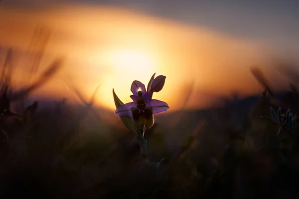 Ophrys Tenthree Dinifera Sawfly Orchid Gargano Italy 欧洲陆生兰花 自然栖息地 美丽的绽放细节 — 图库照片