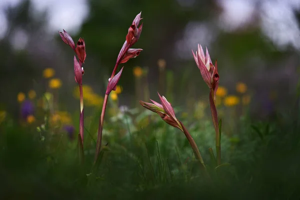 Gargano Italie Floraison Orchidée Sauvage Terrestre Européenne Habitat Naturel Beau — Photo