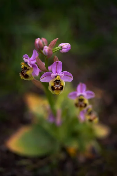 Ophrys Tenthredinifera Sawfly Orchidgargano Italy Flowering European Terrestrial Wild Orchid — Stock Photo, Image