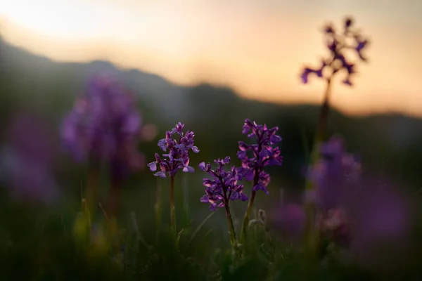 Gargano Italien Blühende Europäische Terrestrische Wilde Orchidee Natürlicher Lebensraum Schönes — Stockfoto
