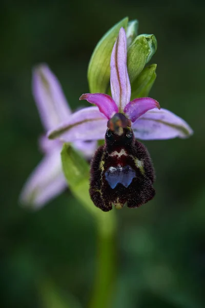 Ophrys Bertolonii Hybrid Flower Gargano Italy Flowering European Terrestrial Wild — Stock Photo, Image