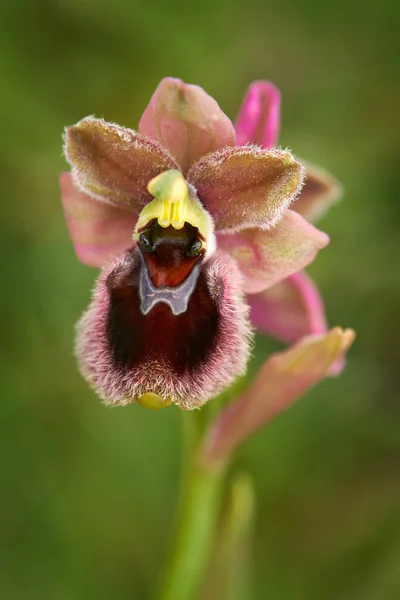 Ophrys Tenthredinifera Passionis Garganica Hybryd Gargano Italia Orquídea Silvestre Terrestre —  Fotos de Stock