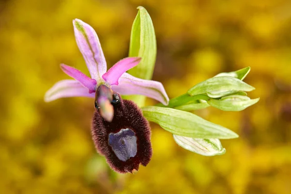 Gargano in Italy. Flowering European terrestrial wild orchid, nature habitat. Beautiful detail of bloom, spring scene from Europe. Wild flower on green meadow, ophrys.