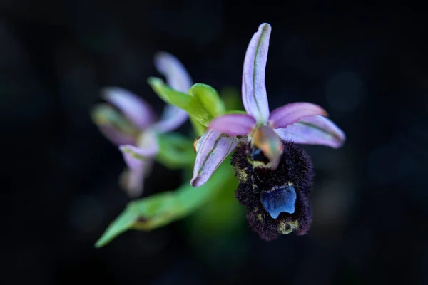 Ophrys Bertolonii Gargano Italie Floraison Orchidée Sauvage Terrestre Européenne Habitat — Photo