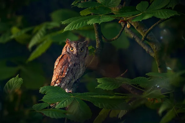 スコップスフクロウ オタススクープ 自然の生息地の小さなフクロウ 緑の木の枝 背景の森 ブルガリアに座っている 自然からの野生動物のシーン — ストック写真