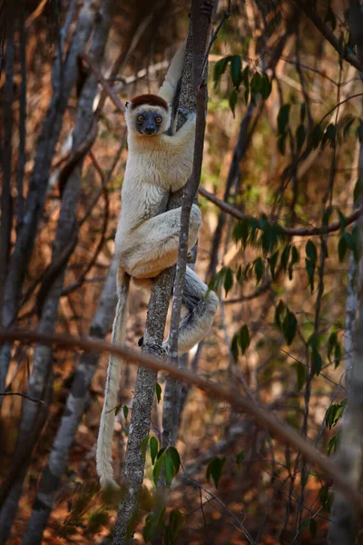 Lemurenporträt Wald Wildtiere Madagaskar Verreauxs Sifaka Propithecus Verreauxi Affenkopf Detail — Stockfoto