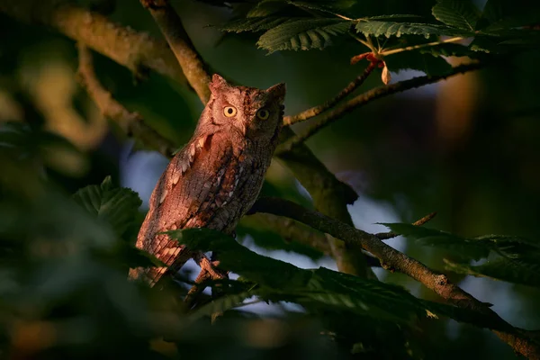 Scoops Owl Otus Scops Μικρή Κουκουβάγια Στο Φυσικό Περιβάλλον Κάθεται — Φωτογραφία Αρχείου