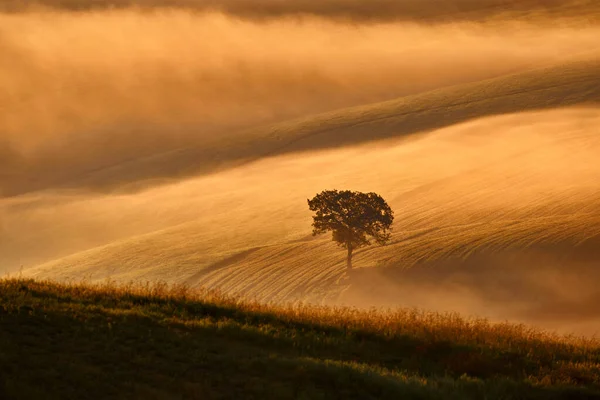 Samotne Drzewo Mgłą Krajobraz Toskanii Pobliżu Siana Pienza Wschód Słońca — Zdjęcie stockowe