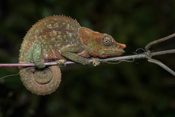 Madagaskar Kameleon Gałęzi Zbliżenie — Zdjęcie stockowe