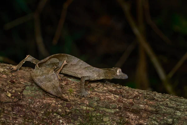 Widlife Madagáscar Dragão Gecko Satânico Uroplatus Phantasticus Lagarto Parque Nacional — Fotografia de Stock