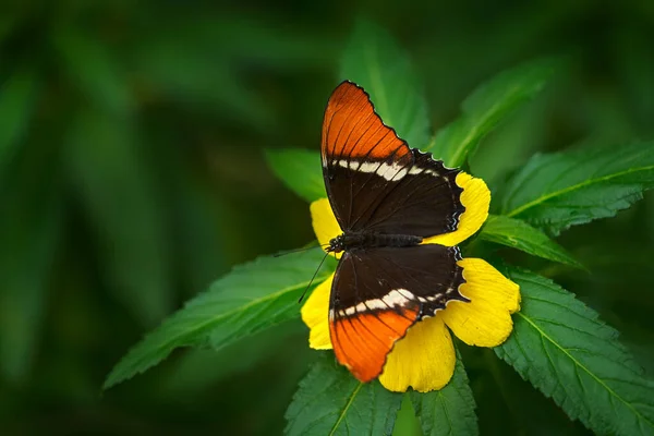 Siproeta Epaphus Rusty Αιχμή Page Πορτοκαλί Έντομο Λουλούδι Ανθίζει Στο — Φωτογραφία Αρχείου