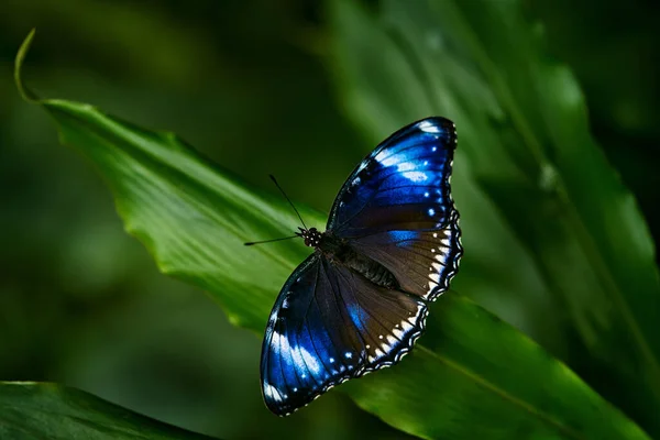 Hypolimnas Bolina Голубая Лунная Бабочка Засеянная Цветением Естественной Среде Обитания — стоковое фото