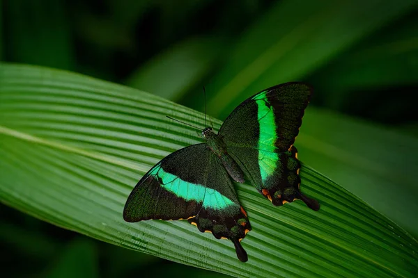 Papilio Palinurus 緑のエメラルドスワロテール蝶 自然生息地で花に昆虫を咲かせます マレーシアで蝶 野生生物だ ジャングルの中の熱帯蝶 詳細を見る — ストック写真