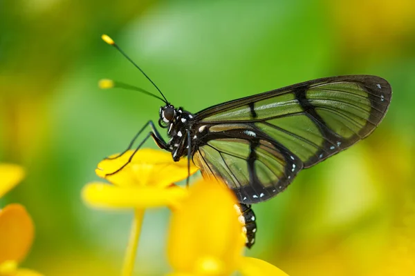 巨大的眼镜蝴蝶 昆虫在自然界的栖息地开花 厄瓜多尔的蝴蝶 野生动物的天性热带地区的蝴蝶在丛林中起泡 特写镜头 — 图库照片