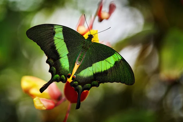에메랄드 호랑나비 곤충들은 서식지에서 피운다 인도네시아에 나비입니다 동물의 나비입니다 자세하게 — 스톡 사진