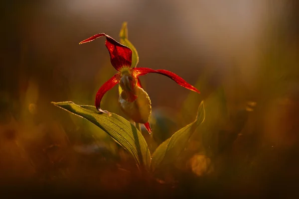 自然界的兰花落日 仙人掌兰花 Lady Slipper Orchid 欧洲陆生兰花在自然栖息地开花 绿色草地上的花朵 捷克共和国自然 — 图库照片