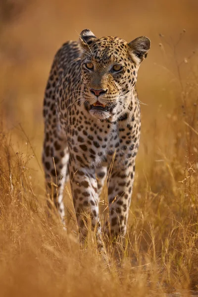 Puesta Sol Hierba Dorada Leopardo Savuti Chobe Botswana África Gran —  Fotos de Stock