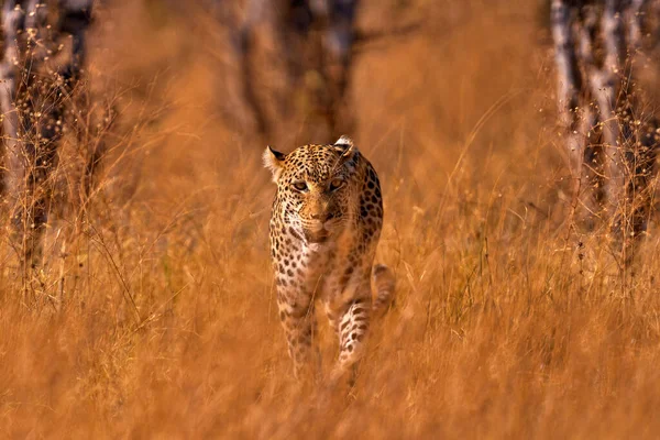 Leopard Golden Grass Sunset Savuti Chobe Botswana Afrika Stor Fläckig — Stockfoto
