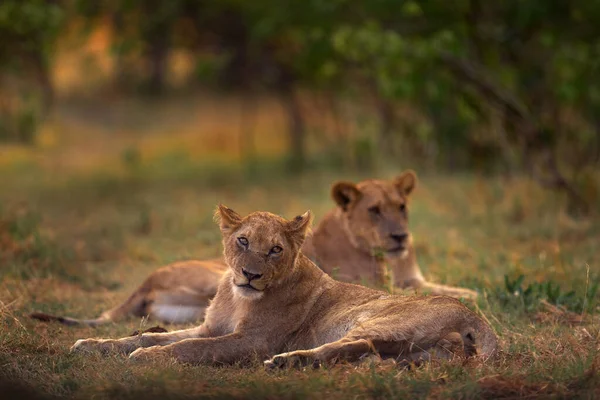 Σαφάρι Στην Αφρική Μεγάλο Θυμωμένο Νεαρό Λιοντάρι Δέλτα Οκαβάνγκο Μποτσουάνα — Φωτογραφία Αρχείου