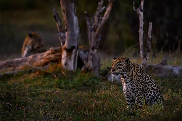 Leopardo Nella Foresta Delta Dell Okavango Botswana Natura Della Fauna — Foto Stock