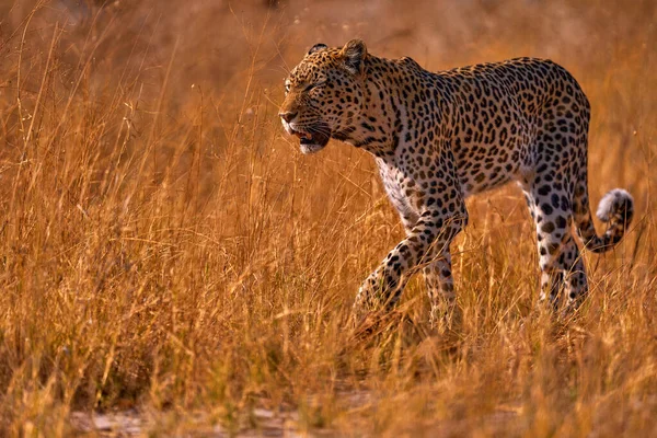 Tramonto Erba Dorata Leopardata Savuti Chobe Botswana Africa Grande Gatto — Foto Stock