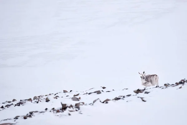 Svalbard Wild Reindeer Rangifer Tarandus Masivními Parohy Sněhu Svalbard Norsko — Stock fotografie