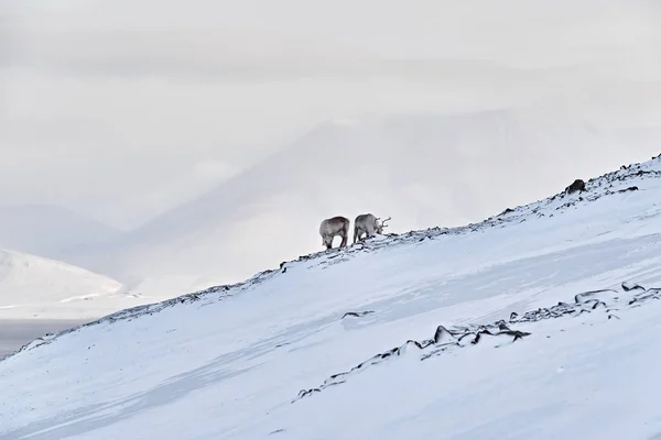 驯鹿的冬季景观 野生驯鹿 Rangifer Tarandus 雪中有巨大的鹿角 挪威斯瓦尔巴 石山上的斯瓦尔巴鹿群大自然的野生动物场景 粉色的蓝色日落 — 图库照片