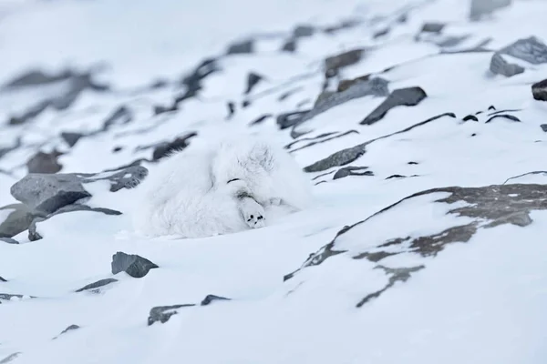 Polarfuchs Schlafen Schnee Lebensraum Winterlandschaft Spitzbergen Norwegen Schönes Weißes Tier — Stockfoto