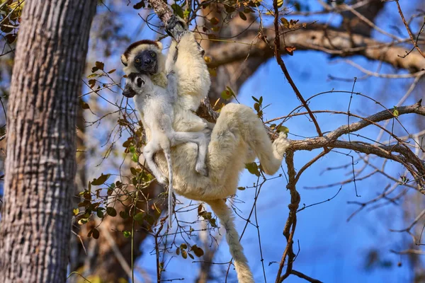 Maki Aan Boom Bos Wildlife Madagascar Verreauxs Sifaka Propithecus Verreauxi — Stockfoto