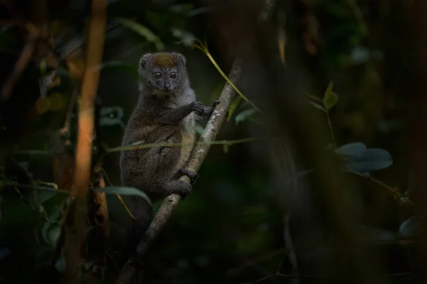 Daha Gri Bambu Lemuru Hapalemur Griseus Ranomafanensis Ranomafana Doğal Ortamdaki — Stok fotoğraf