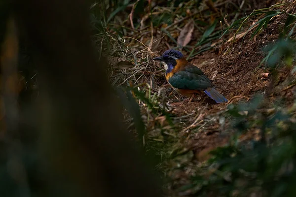 Pitta Ground Feler Atelornis Pitpedes Bird Felmic Madagascar Редкая Птица — стоковое фото