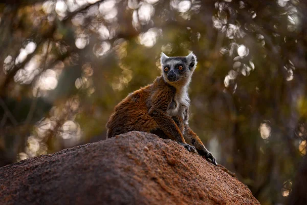 Мадагаскарская Дикая Природа Кольцехвостый Лемур Лемур Катта Животное Мадагаскара Африка — стоковое фото