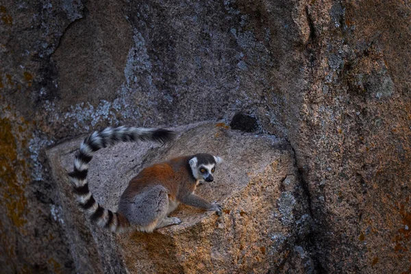 Madagaskarská Divoká Zvěř Lemur Ocasem Lemur Catta Zvíře Madagaskaru Afrika — Stock fotografie