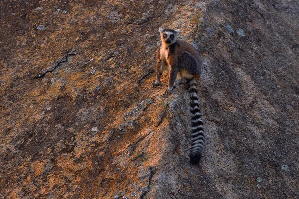 Mono Con Roca Granito Puesta Sol Madagascar Wildlife Ring Tailed — Foto de Stock