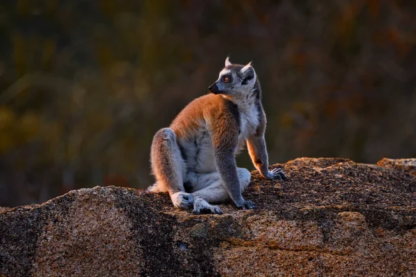 Affe Mit Granitfelsen Sonnenuntergang Madagaskar Tierwelt Ringelschwanz Lemur Lemur Catta — Stockfoto