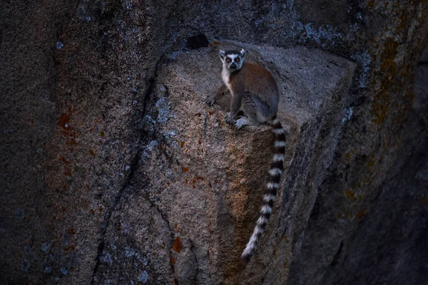 Singe Avec Roche Granit Coucher Soleil Faune Madagascar Lémurien Queue — Photo