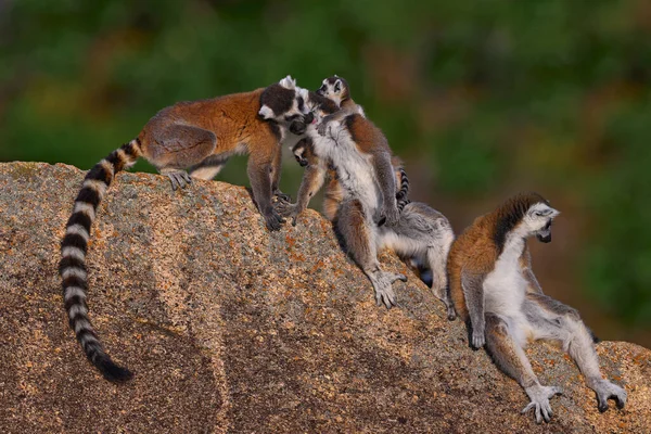 Άγριας Ζωής Μαδαγασκάρη Οικογένεια Λεμούριων Λέμουρ Κυκλική Ουρά Οικογένεια Λέμουρ — Φωτογραφία Αρχείου