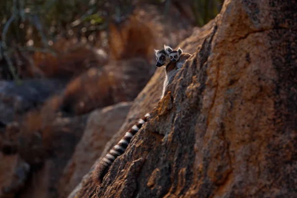 Mono Con Roca Granito Puesta Sol Madagascar Wildlife Ring Tailed — Foto de Stock