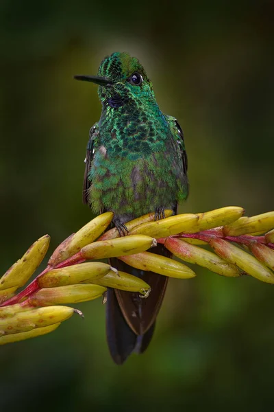 Dzika Przyroda Kostaryki Koliber Ciemnym Lesie Tropikalnym Zielono Koronowany Brilliant — Zdjęcie stockowe
