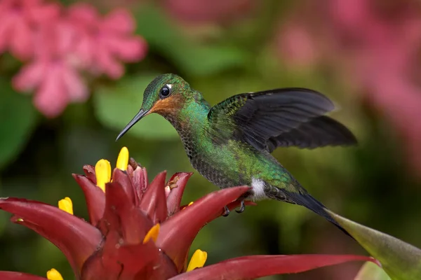 コスタリカの野生動物 暗い熱帯の森の中のハチドリ 緑鮮やかな冠 Heliodxaジャクラ 美しい赤い花 鳥の蜜を吸う コスタリカの自然からの野生動物のシーン エキゾチックな鳥 — ストック写真