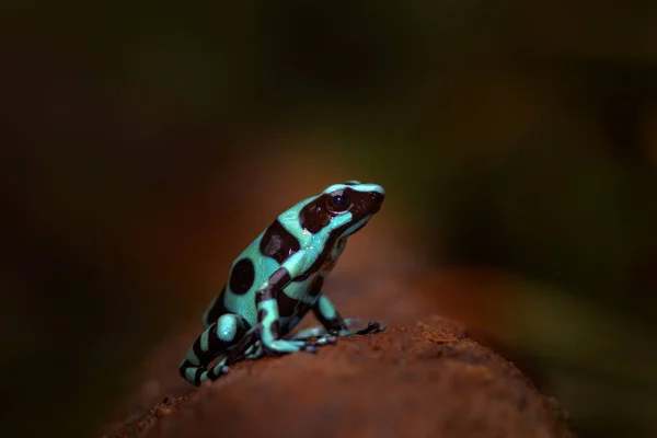 코스타리카의 숲에서 개구리 양서류 Dendrobates Auratus 서식지 아메리카의 우림에서 서식하는 — 스톡 사진