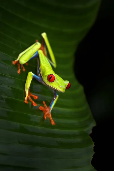 Red Eyed Tree Frog Agalychnis Callidryas Costa Rica Beautiful Frog —  Fotos de Stock