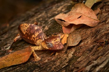Satanist yaprak kuyruklu kertenkele, Uroplatus fantazticus, Ranomafana Ulusal Parkı, Madagaskar kertenkelesi. Yaprak doğal yaşam alanında kertenkele, yeşil bitki örtüsünde gece fotoğrafı. Geniş yaşam Madagaskar, ejderha.