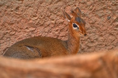 Anetelope, Kirk 'ün dik-dik, Madoqua kirkii, Doğu Afrika' ya özgü küçük antilop portresi. Kenya Samburu 'dan Kirk' ün dik-dik 'i.. 