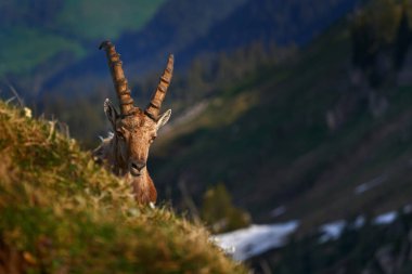 İsviçre, Niederhorn 'dan Ibex. Ibex, Capra dağ keçisi, arka planda kayalar olan boynuzlu alp hayvanı, taştan doğal yaşam alanı Alpler. Akşam portakal rengi gün batımı, vahşi yaşam.