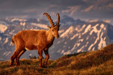 Suset, İsviçre, Niederhorn 'dan Ibex. Ibex, Capra dağ keçisi, arka planda kayalar olan boynuzlu alp hayvanı, taştan doğal yaşam alanı Alpler. Akşam portakal rengi gün batımı, vahşi yaşam.