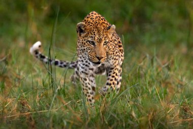 Leopar kedi yavrusu, güzel portakal çimenleri sakladı. Anne yürüyüşü yapan leopar yavrusu. Doğadaki büyük vahşi kedi, savanda güneşli bir gün, Khwai nehri. Vahşi yaşam, doğa, Botswana vahşi yaşamı..   