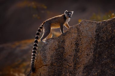 Madagaskar vahşi yaşamı. Maymun ailesi, genç yavru. Madagaskar yaban hayatı, Halka Kuyruklu Lemur, Lemur Catta. Madagaskar, Afrika 'dan bir hayvan, turuncu gözler. Akşam güneşinin batışı, Anja Doğa Parkı. Maymun, günbatımı. 