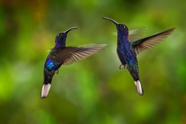 Sinekkuşu Violet Sabrewing, Campylopterus hemileucurus, La Paz, Kosta Rika 'da tropikal ormanda uçuyorlar. Tropikal ormandan aksiyon sahnesi. Amerika 'da kuş gözleme.