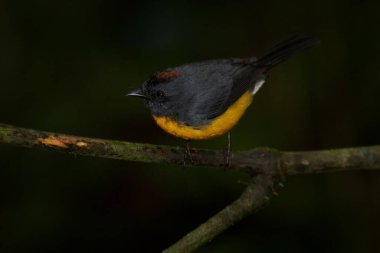 Slate-throat Redstart, Myioborus miniatus, tropikal Kosta Rika 'dan güzel bir kuş. Doğal ortamında tanager. Tropikal doğadan vahşi yaşam sahnesi. Güney Amerika 'da kuş izleme.